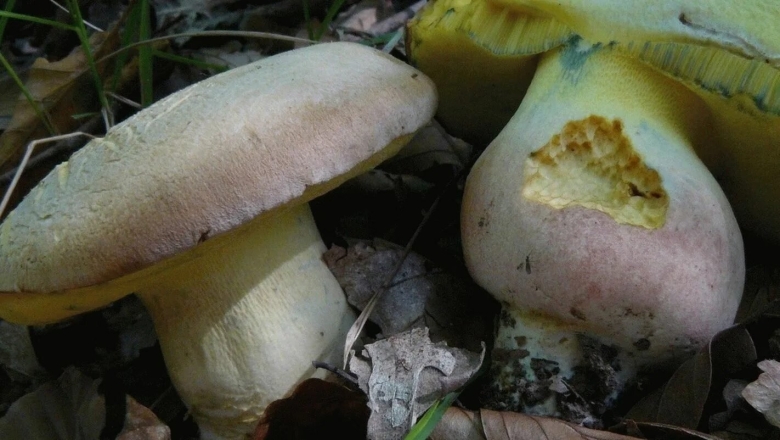 Боровик девичий (boletus appendiculatus)