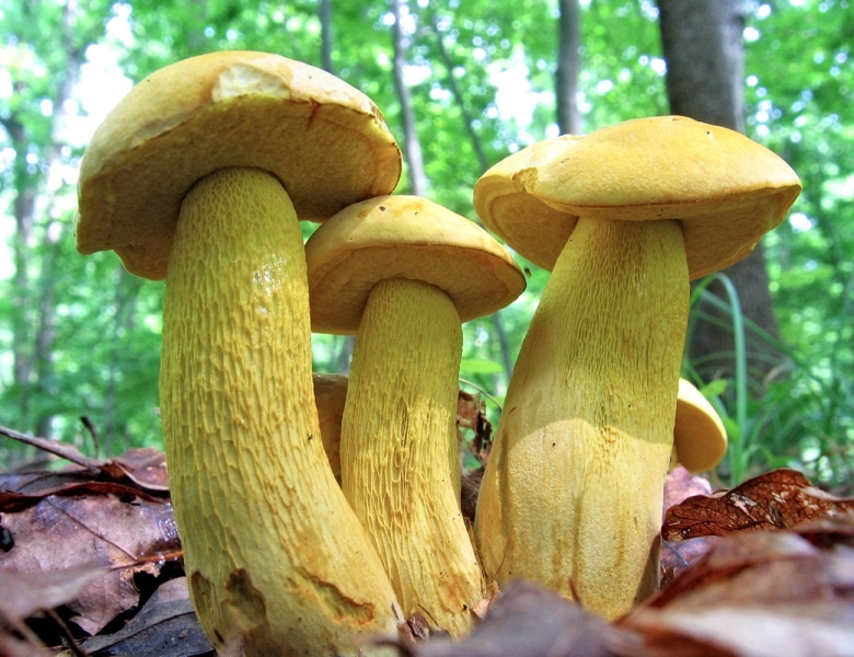 Грибы моховик Дубовик