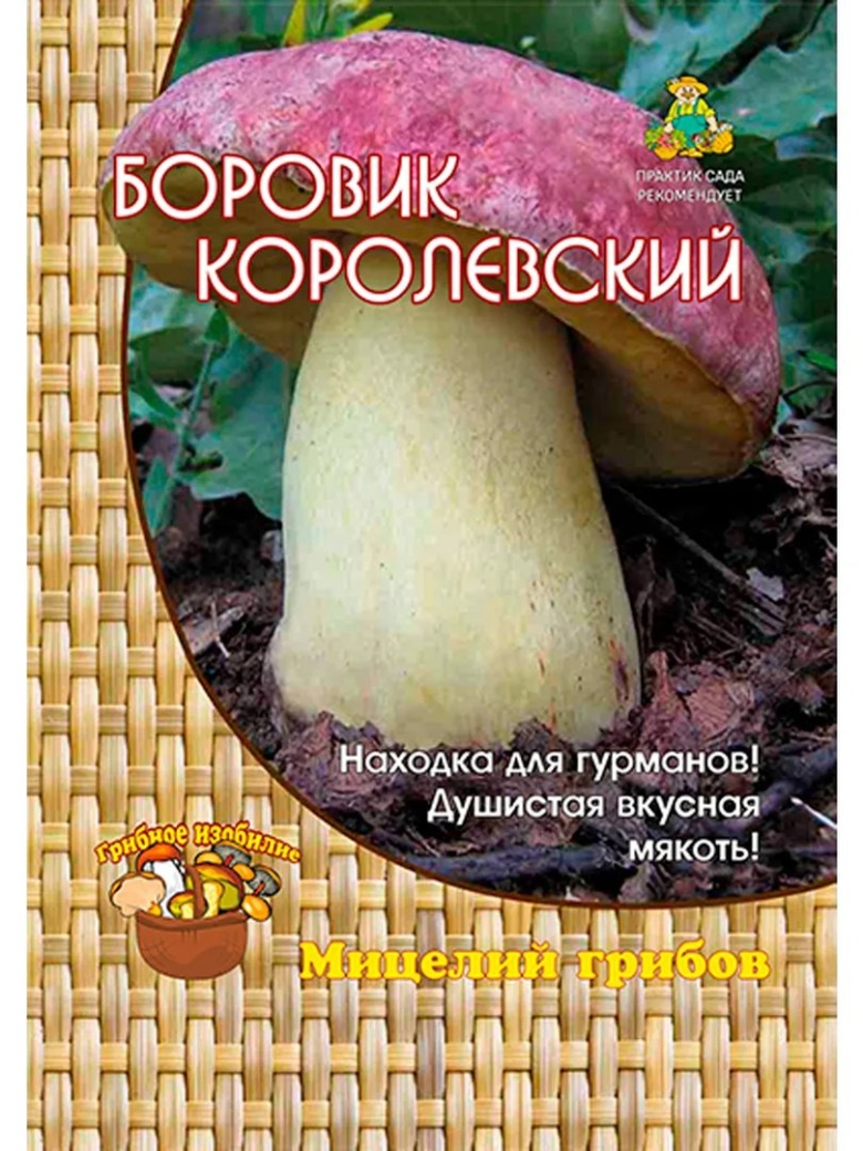 Боровик королевский