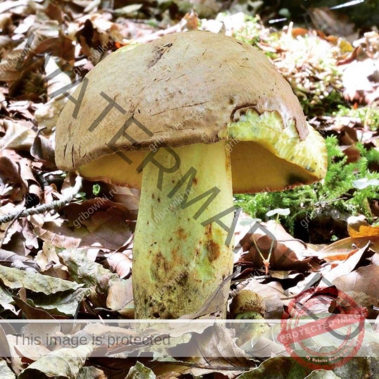 Боровик жёлтый полубелый гриб