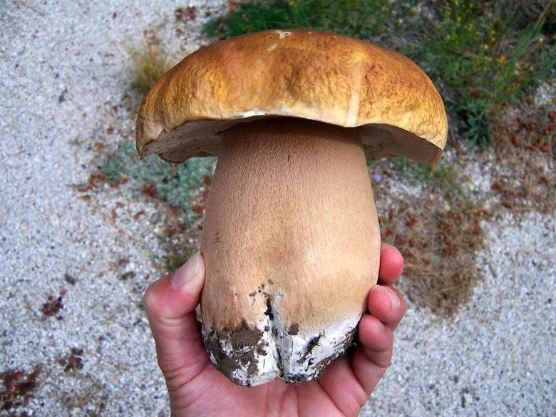 Гриб боровик