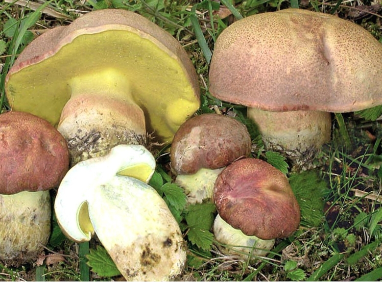 Боровик фехтнера boletus fechtneri
