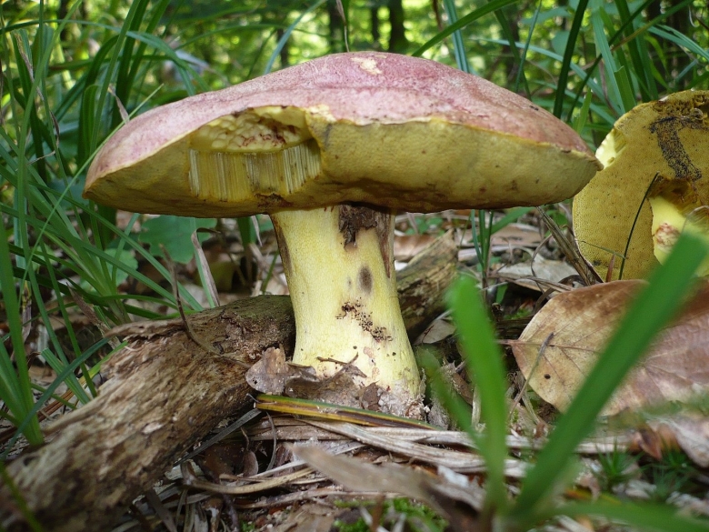 Боровик жёлтый boletus junquilleus