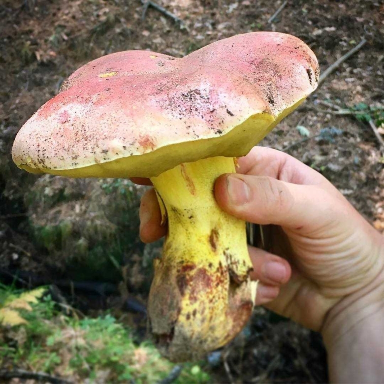 Дальневосточный обабок Царский