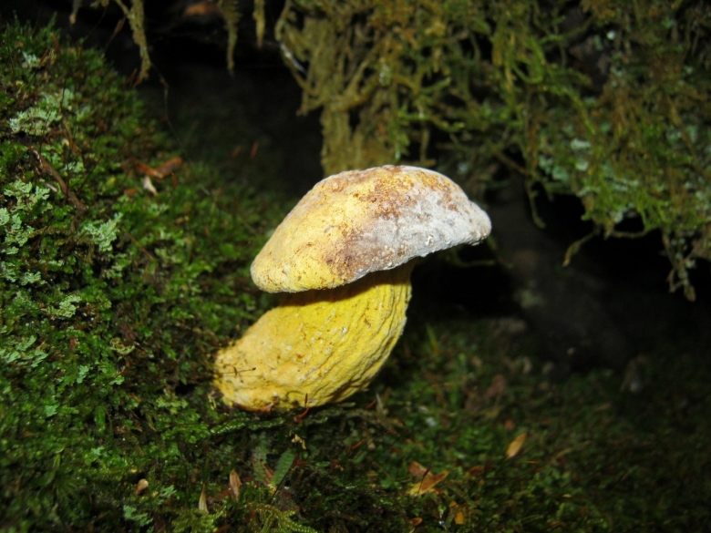 Болетовые грибы