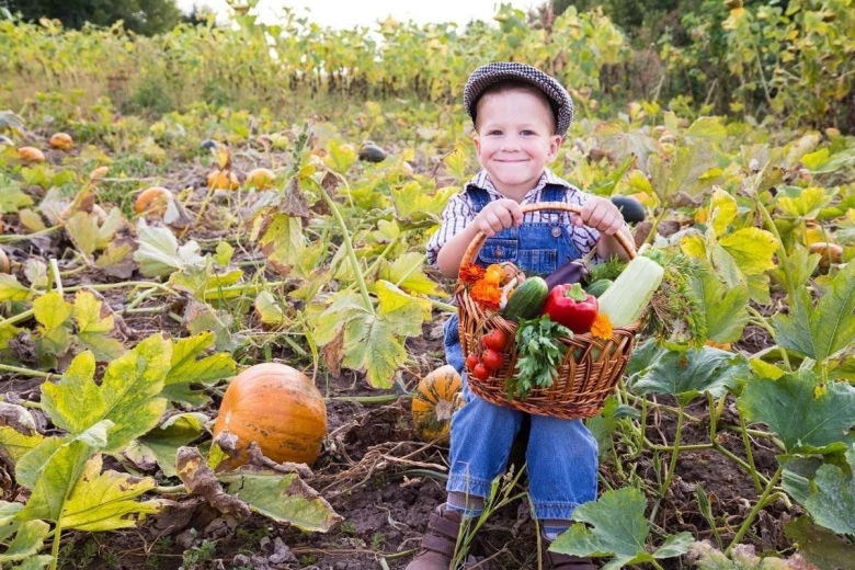 Осень сбор урожая