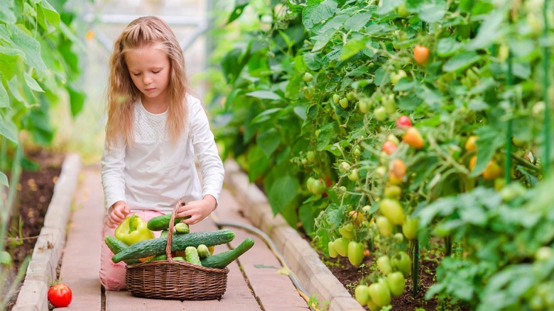 Теплица с урожаем