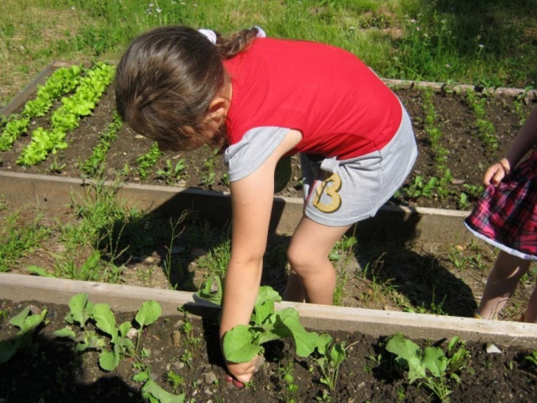 Огород на участке