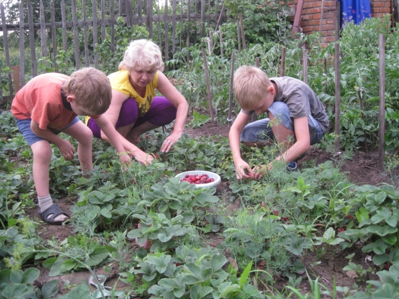 Огород летом на даче