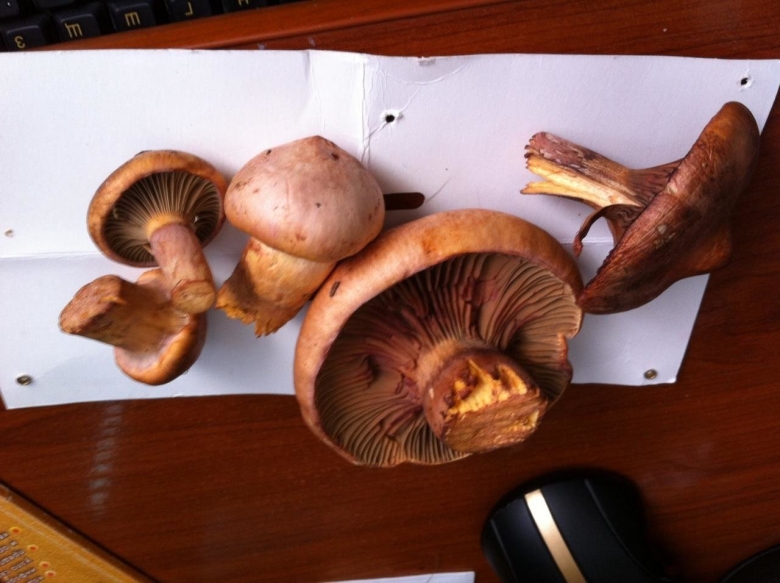 Мокруха желтоножковая грибы