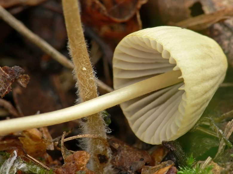 Сухоножка гриб съедобный