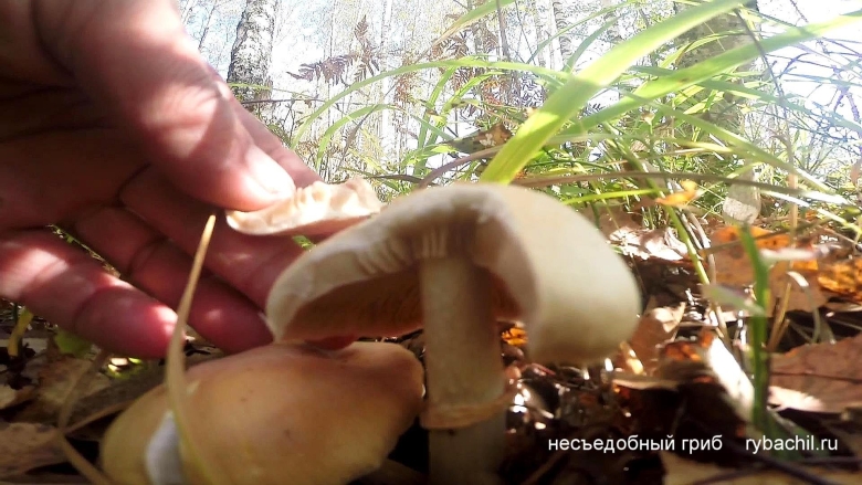 Грибы с юбочкой на ножке