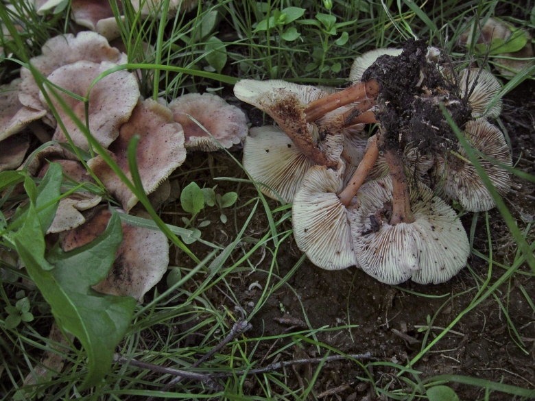 Коллибия скученная