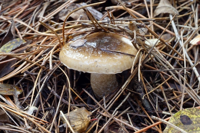 Hygrophorus latitabundus