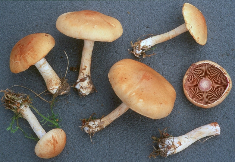 Cortinarius RENIDENS