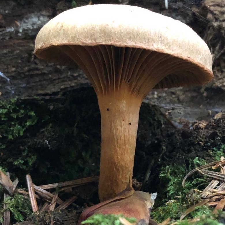 Гриб мокруха пурпуровая