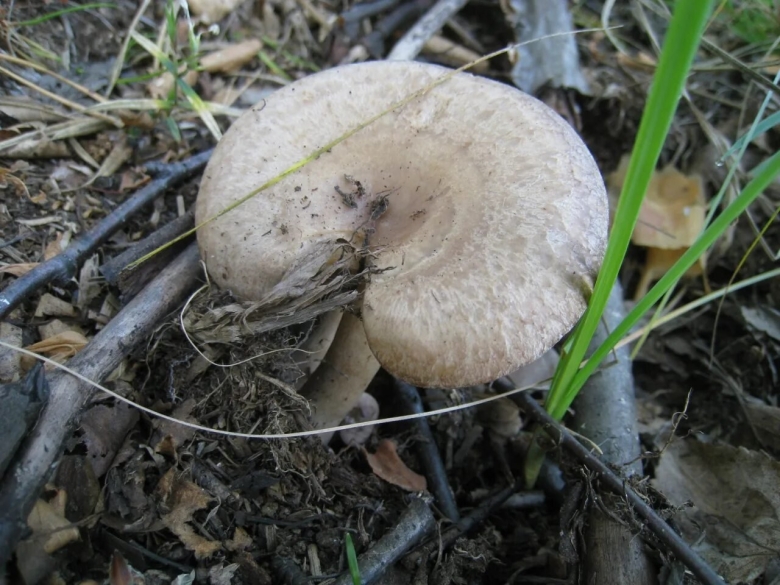 Гриб Лошадиная губа