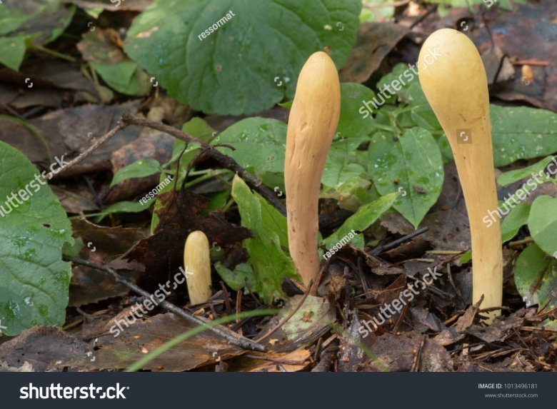 Клавариадельфус пестиковый гриб