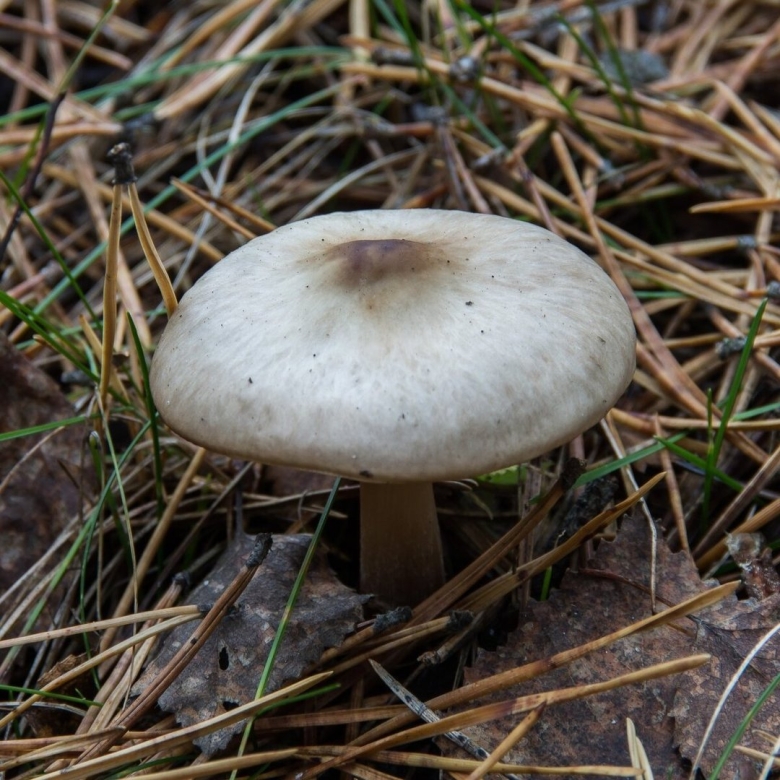 Коллибия Каштановая Collybia butyracea