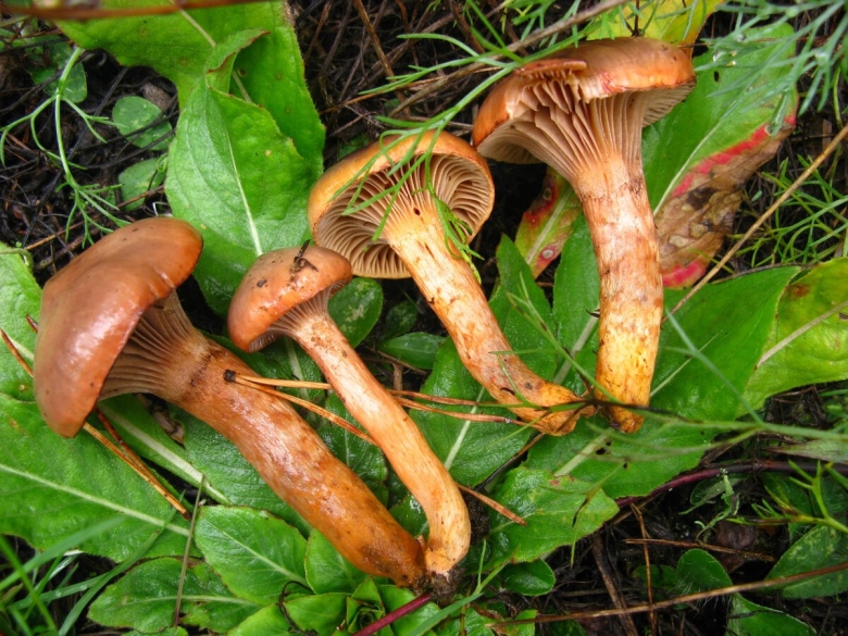 Как красиво сфотографировать грибы