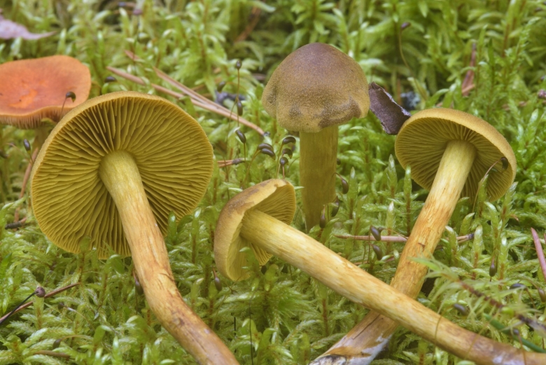 Паутинник Триумфальный гриб