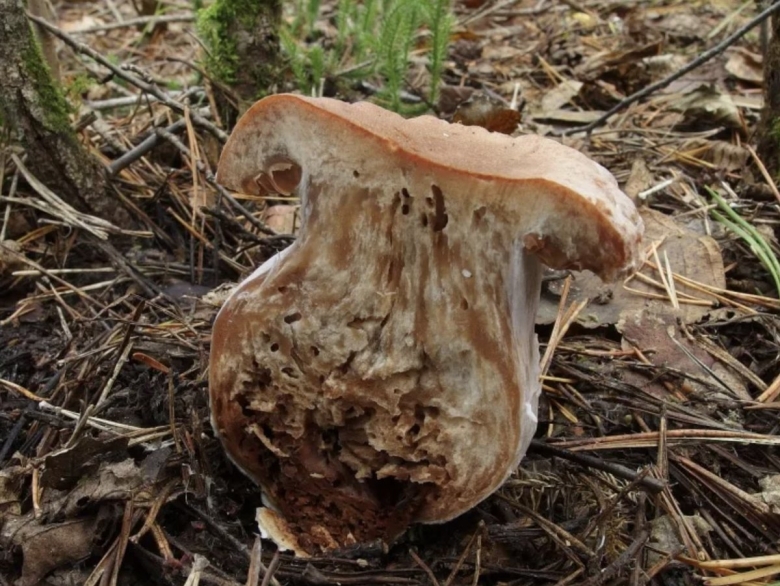 Гриб Боровик переросток