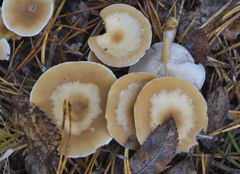 Гриб говорушка дымчатая съедобный