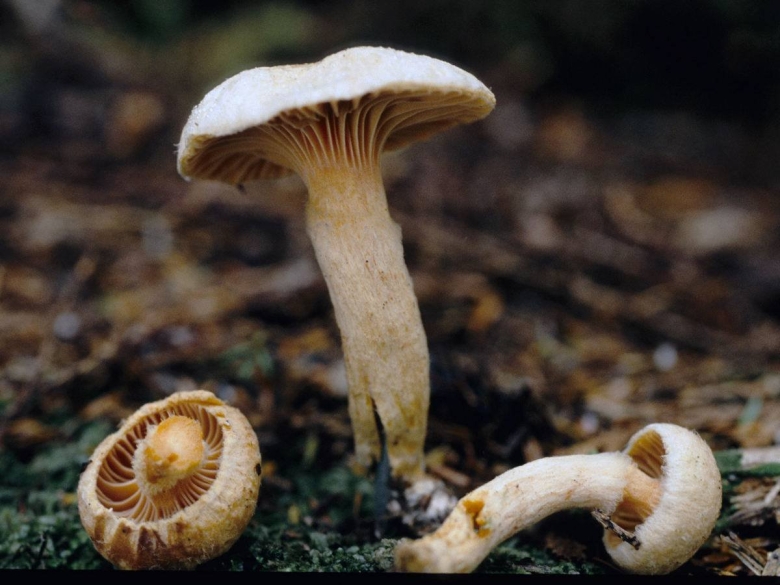 Мокруха войлочная Chroogomphus tomentosus