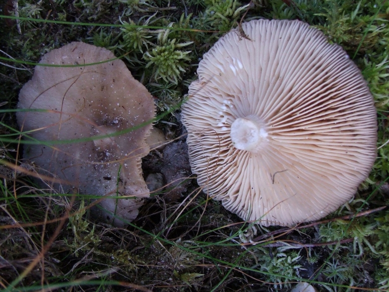 Гладыш млечник обыкновенный Lactarius trivialis