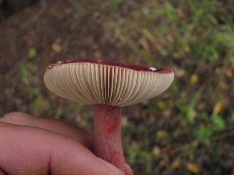 Гигрофор сыроежковый Вишняк