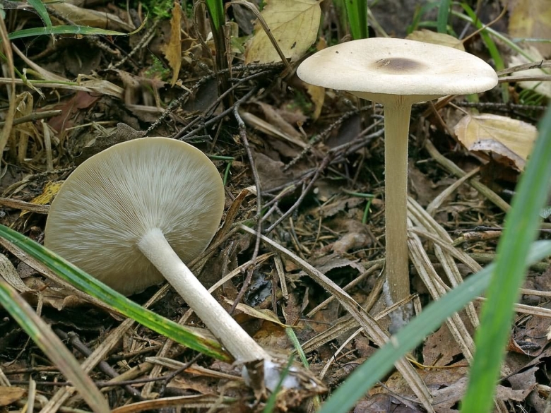 Меланолеука коротконожковая