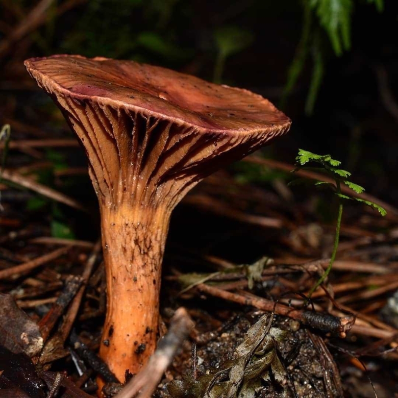 Мокруха Сосновая пурпуровая