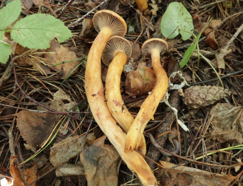 Мокруха желтоножковая Chroogomphus flavipes