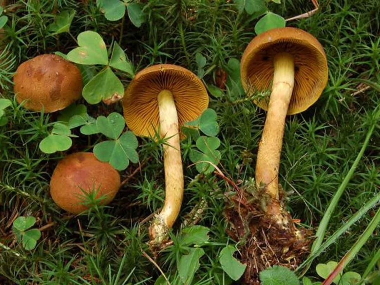 Гриб паутинник шафрановый