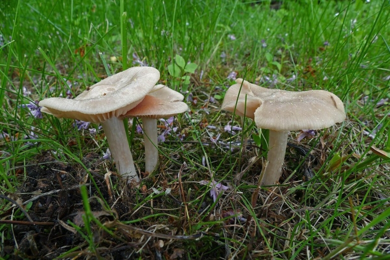 Энтолома Садовая гриб съедобная