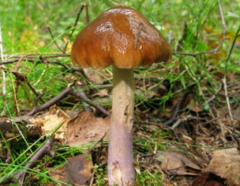 Паутинник пачкающий гриб