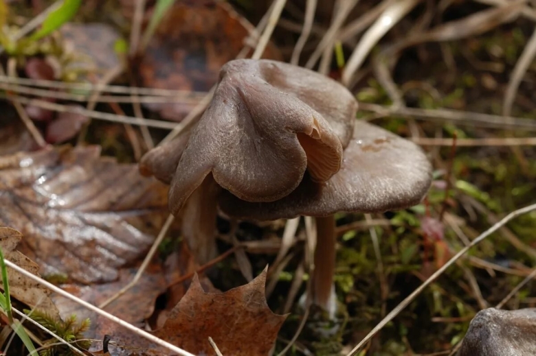 Подкарагачники грибы