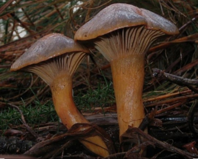 Грибы Крыма мокруха пурпурная