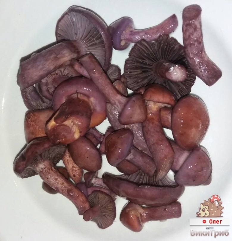 Гриб мокруха пурпуровая