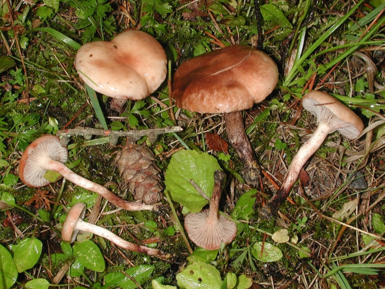 Мокруха Еловая масленок