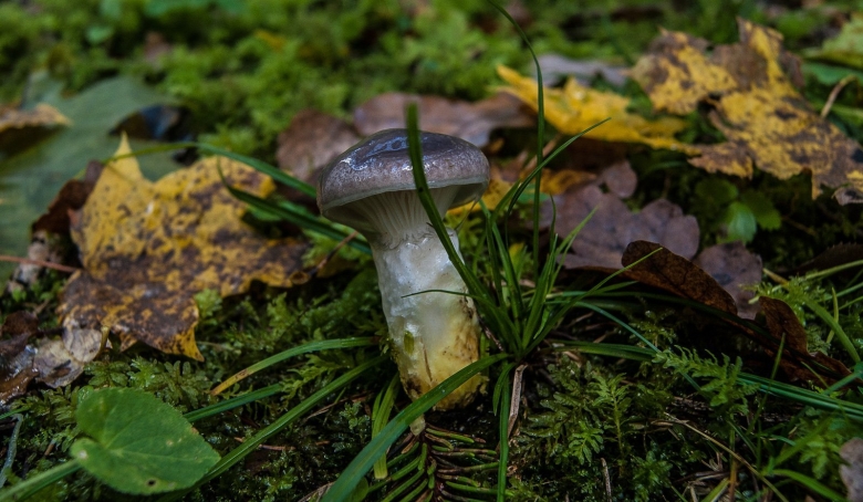 Гриб мокруха Сосновая