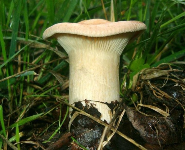 Говорушка подогнутая гриб
