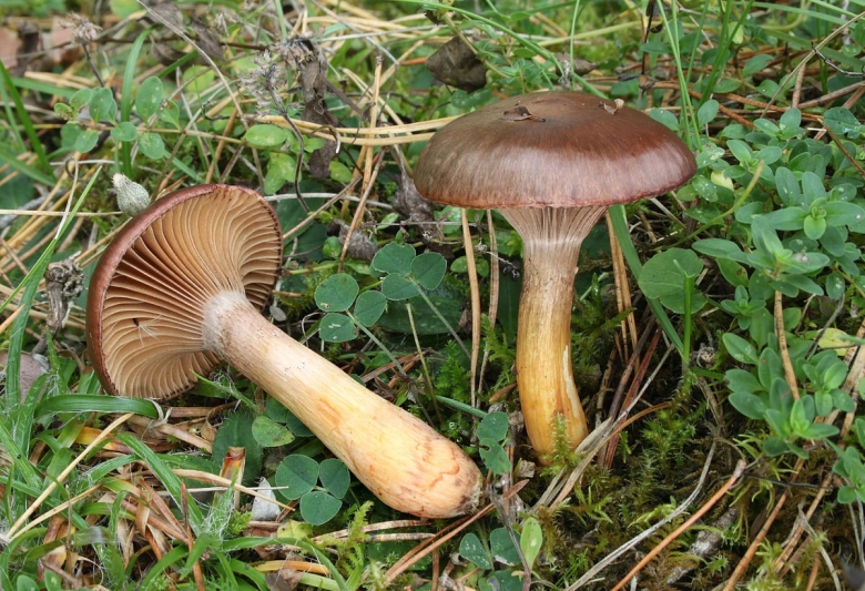 Мокруха Сосновая пурпуровая