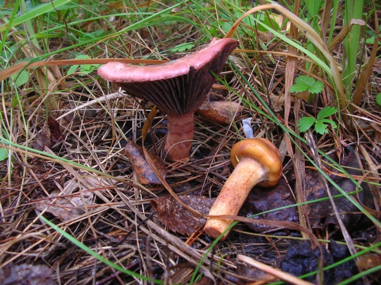 Мокруха Сосновая пурпуровая