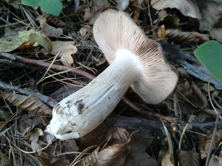 Гриб Энтолома Оловянная