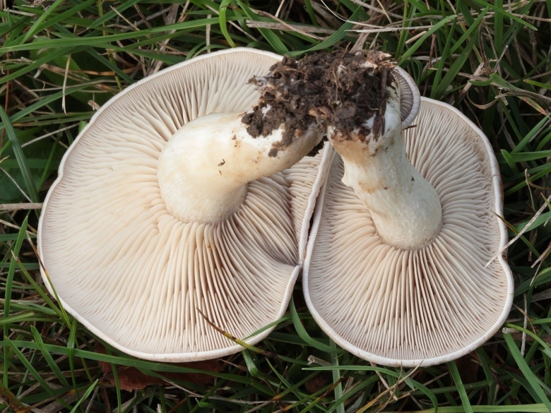 Lepista luscina гриб