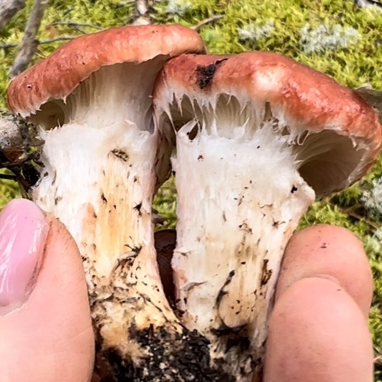 Мокруха розовая гриб