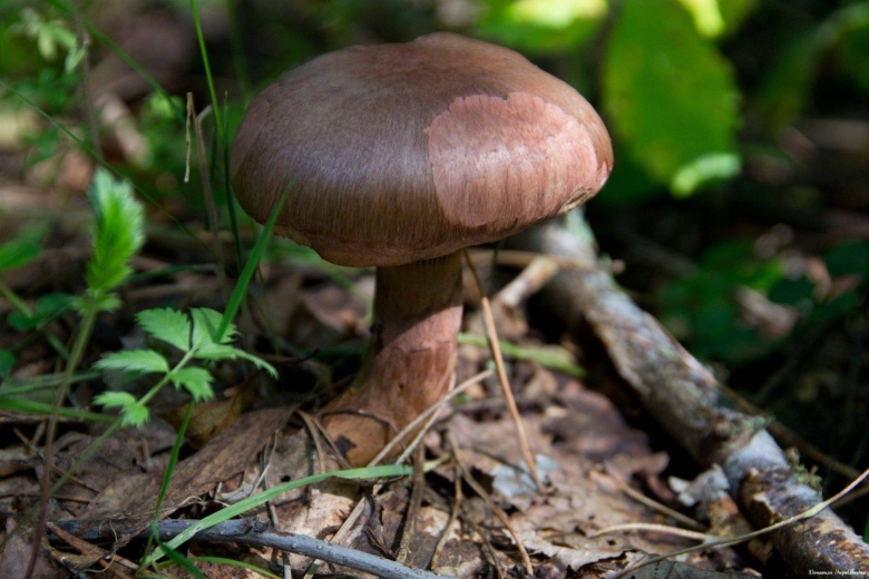 Мокруха пурпуровая (chroogomphus rutilus)