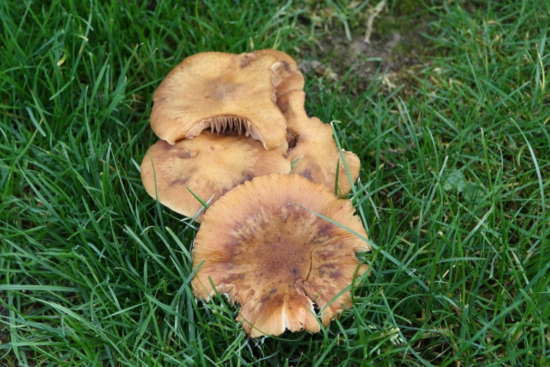 Грибы растущие на лугу