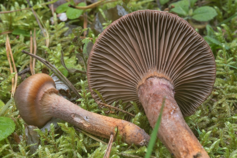 Гриб мокруха пурпуровая